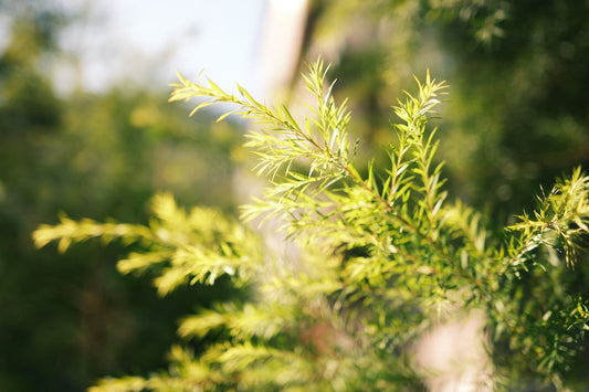 a close up of a green plant with leaves