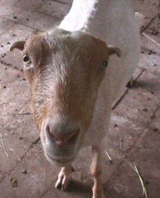 Pregnancy & Nursing Care - Molly's Herbals