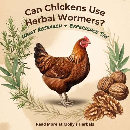 Can Chickens Use Herbal Wormers? What Research and Experience Say - Molly's Herbals