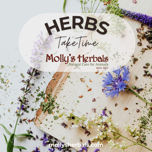 Why Herbal Programs Take Time (and why it's normal) - Molly's Herbals