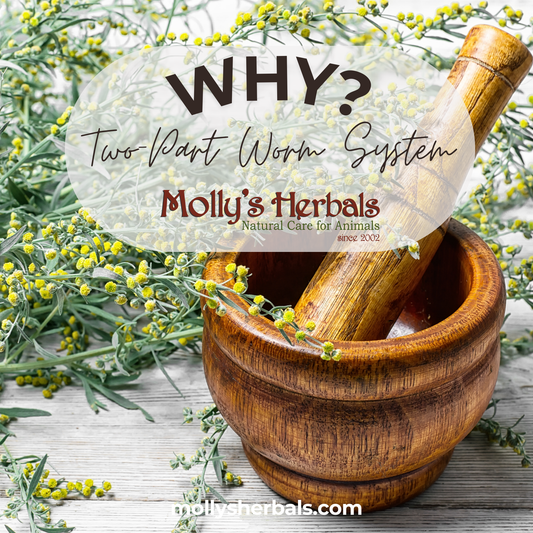 Why Molly’s Herbals Uses a Two-Part Herbal Worming System - Molly's Herbals