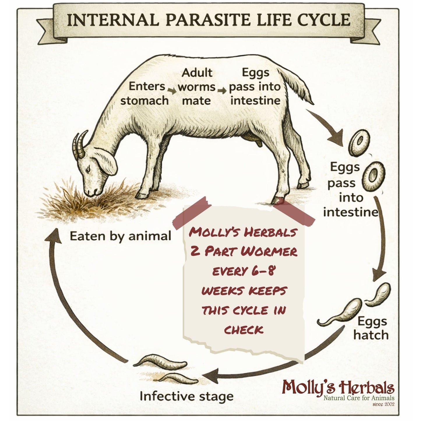 Pregnancy Essentials Bundle: Pregnancy Tonic + Wormer Kit + Mo’ Milk - Molly's Herbals