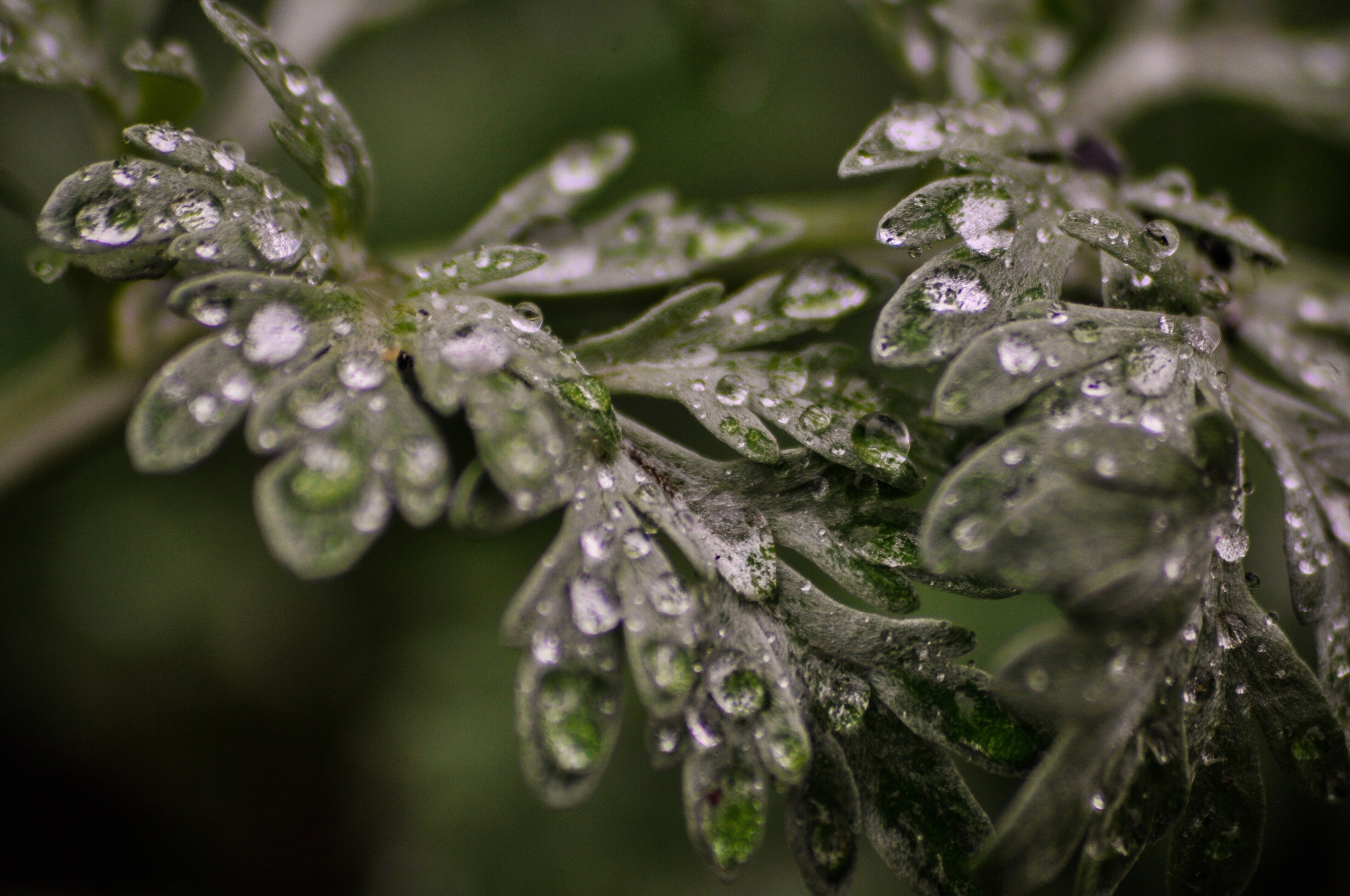 Close-up of wet green wormwood leaves with water droplets on a blurred green background